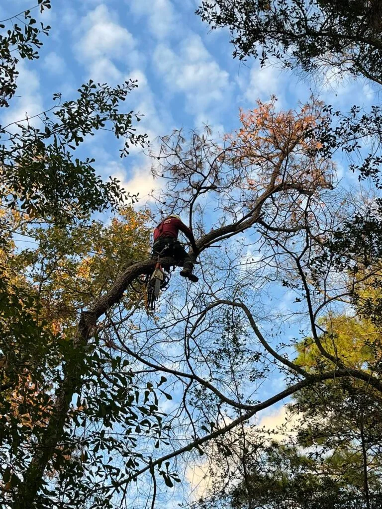 A skilled arborist climbing high into a tree canopy to perform precision trimming and pruning services, demonstrating the safety and expertise provided by Results Tree & Landscape Inc.