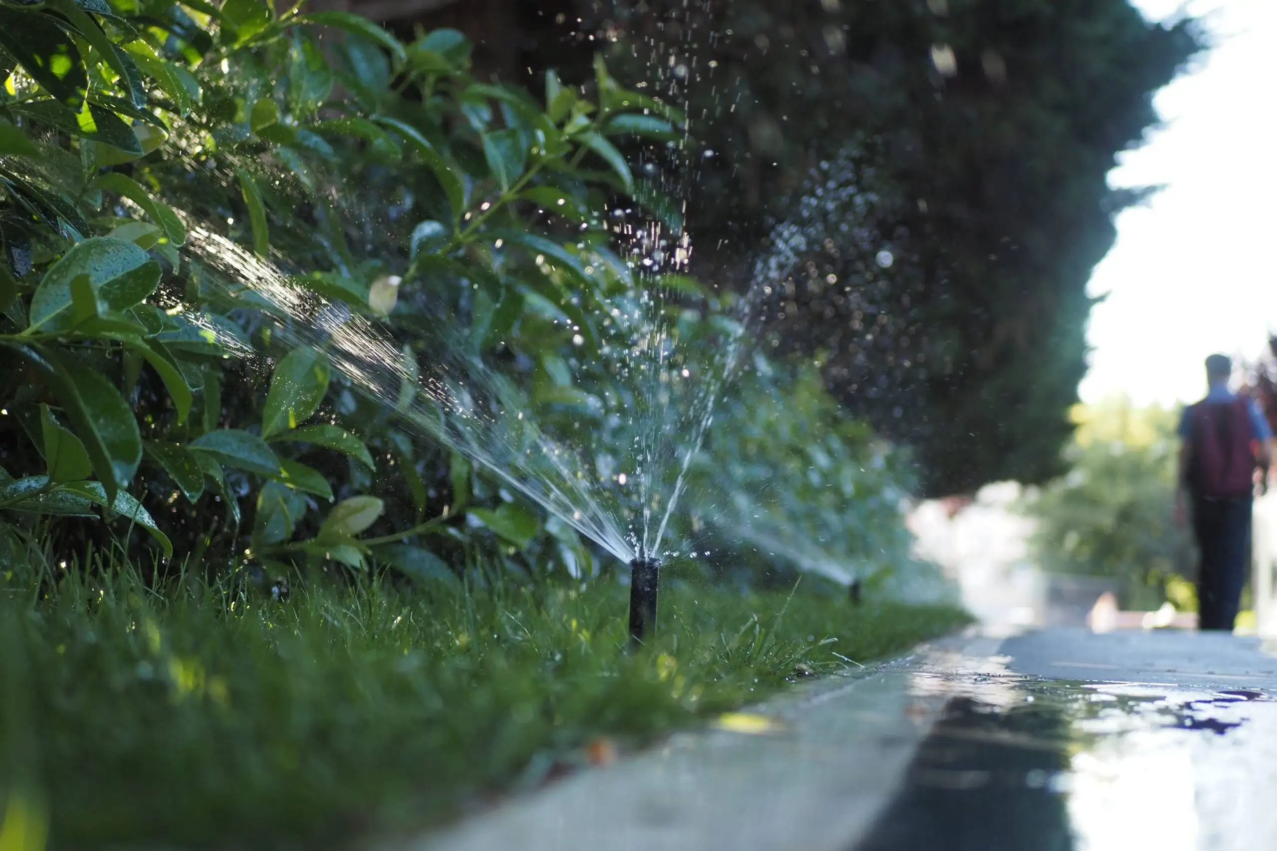 Close-up of a precision popup sprinkler head efficiently watering garden beds near a walkway, demonstrating expert irrigation system design and installation by Results Tree & Landscape Inc. in Magnolia, Texas.