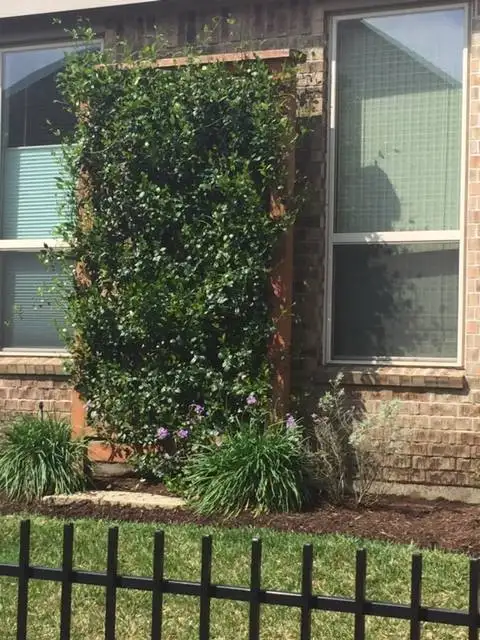 cedar trellis with vine