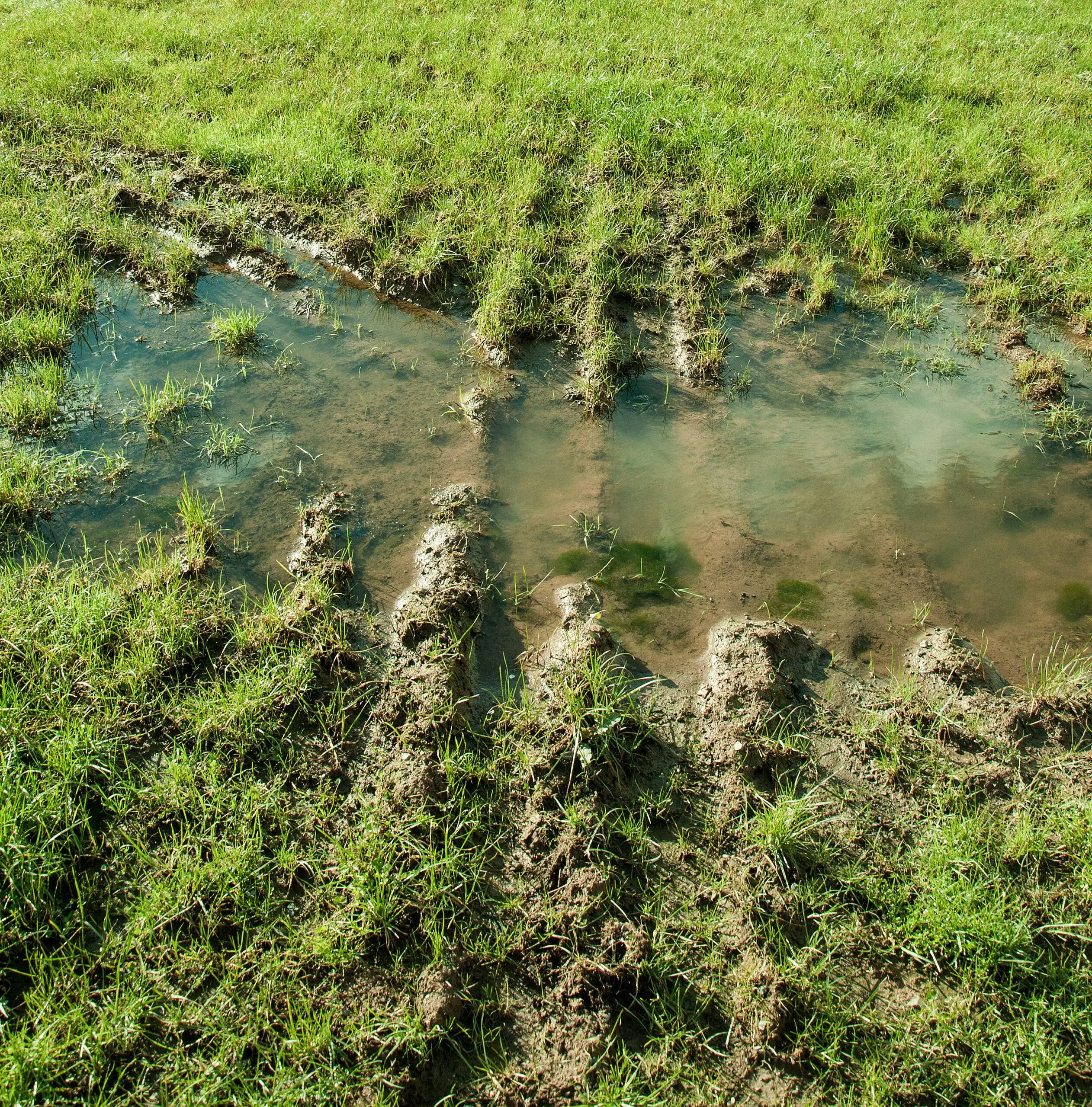 Standing water and soil erosion on a residential lawn in Magnolia, TX, requiring professional drainage solutions to protect the home foundation.