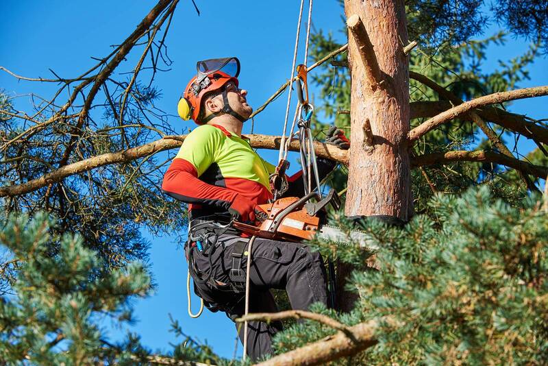 tree trimming and tree pruning services in Magnolia