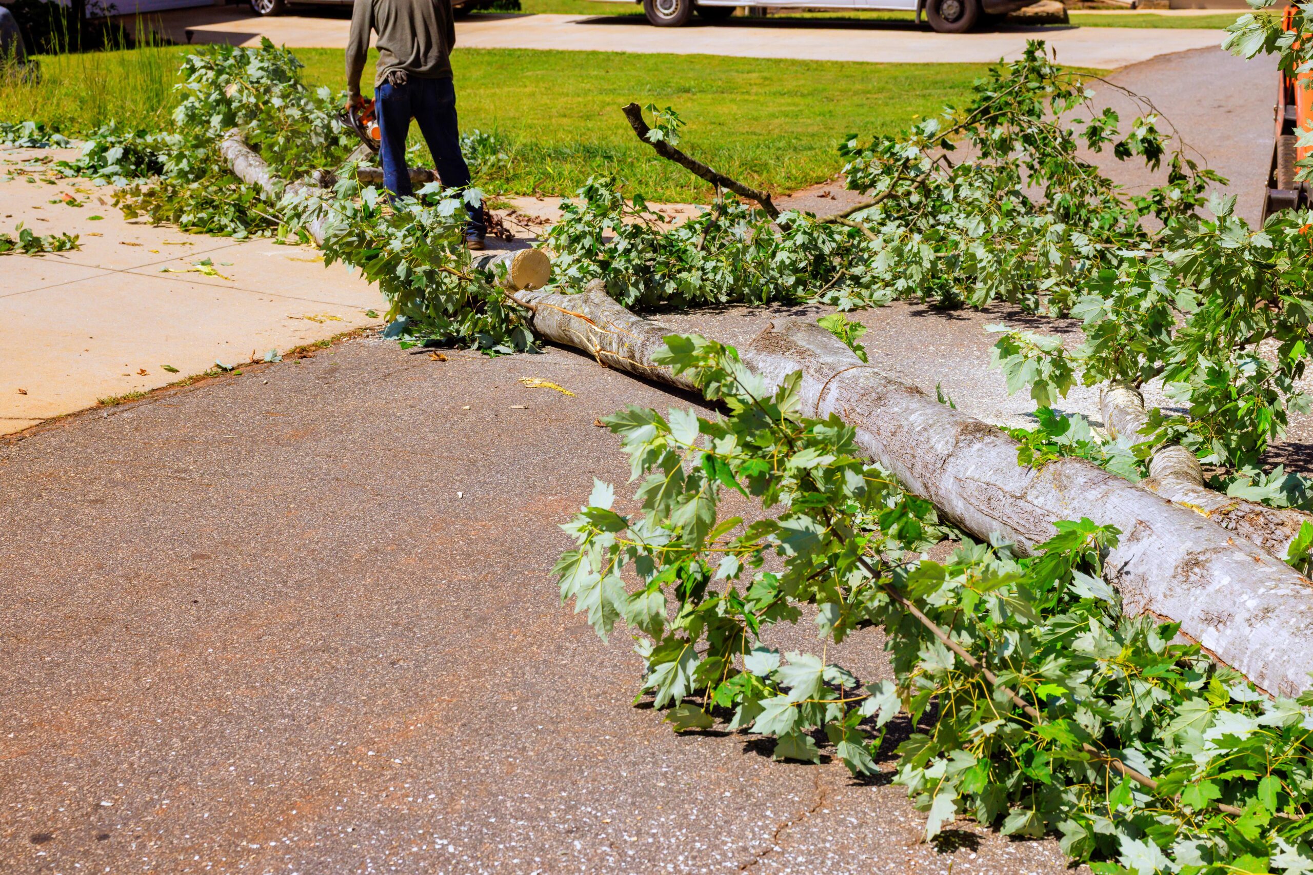 Emergency tree services - Complete Cleanup & Site Restoration