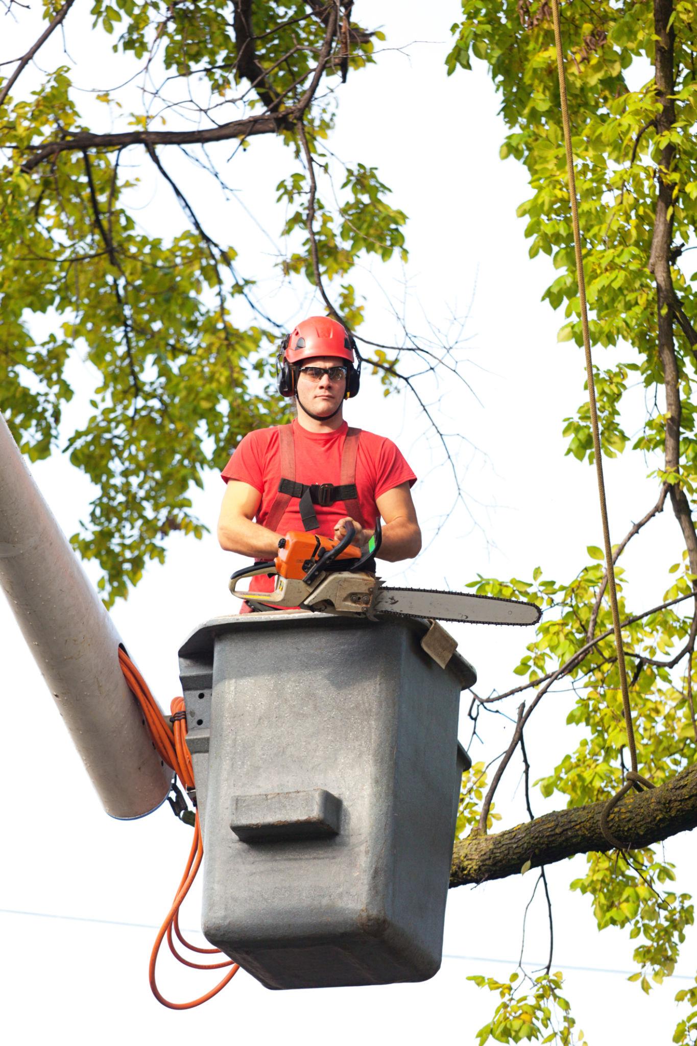 Professional Equipment & Expertise for Tree Trimming