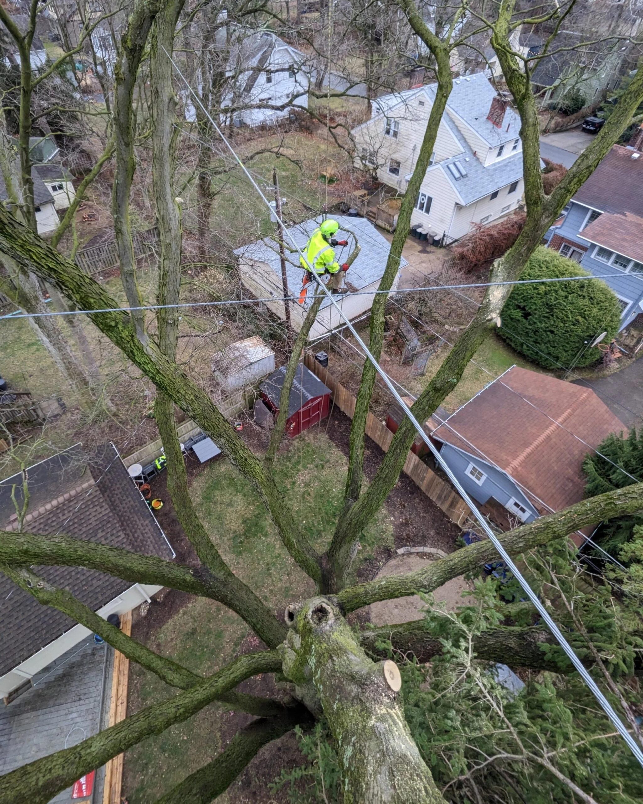Professional Installation & Monitoring - Tree Cabling & Bracing Services</p>
<p>