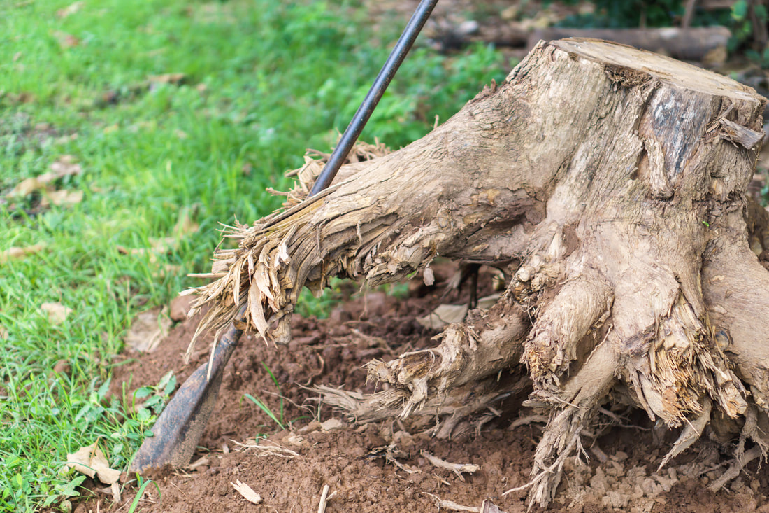 Stump Grinding & Stump Removal Services