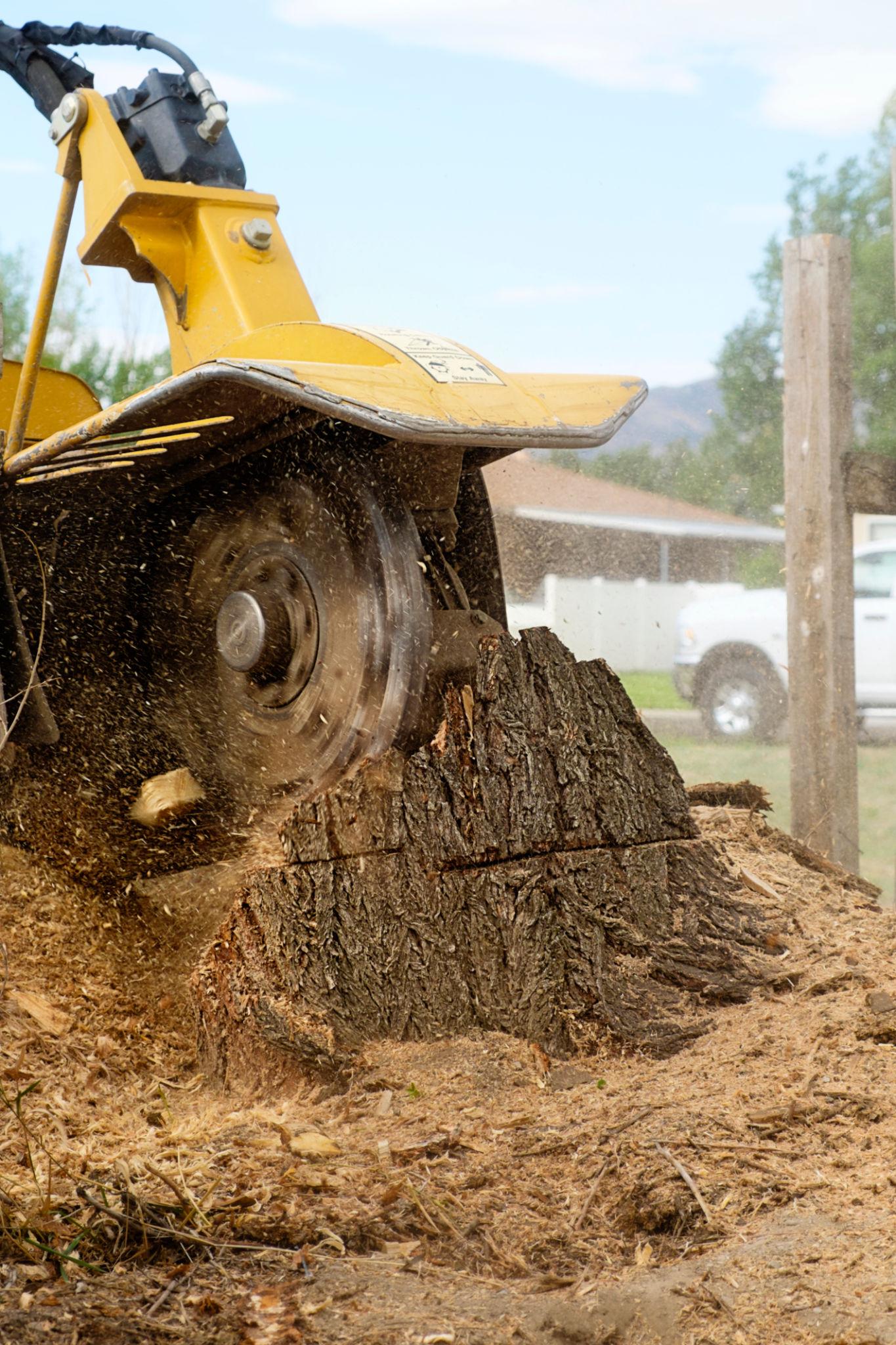 stump grinding