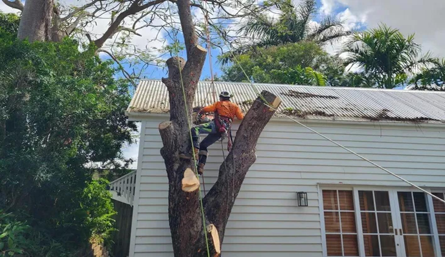 Professional Tree Removal Magnolia