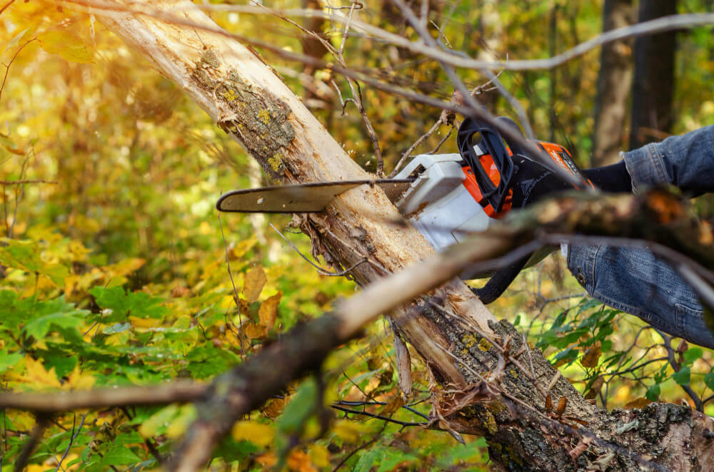 How Professional Tree Removal Can Completely Transform Your Outdoor Living Space