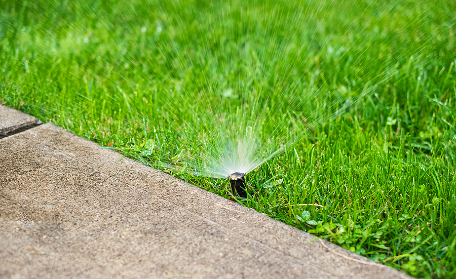 How Overgrown Trees Can Damage Your Landscape and Property