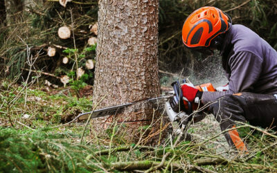 How Results Tree & Landscape Inc. Helps Create Safer and Healthier Outdoor Spaces