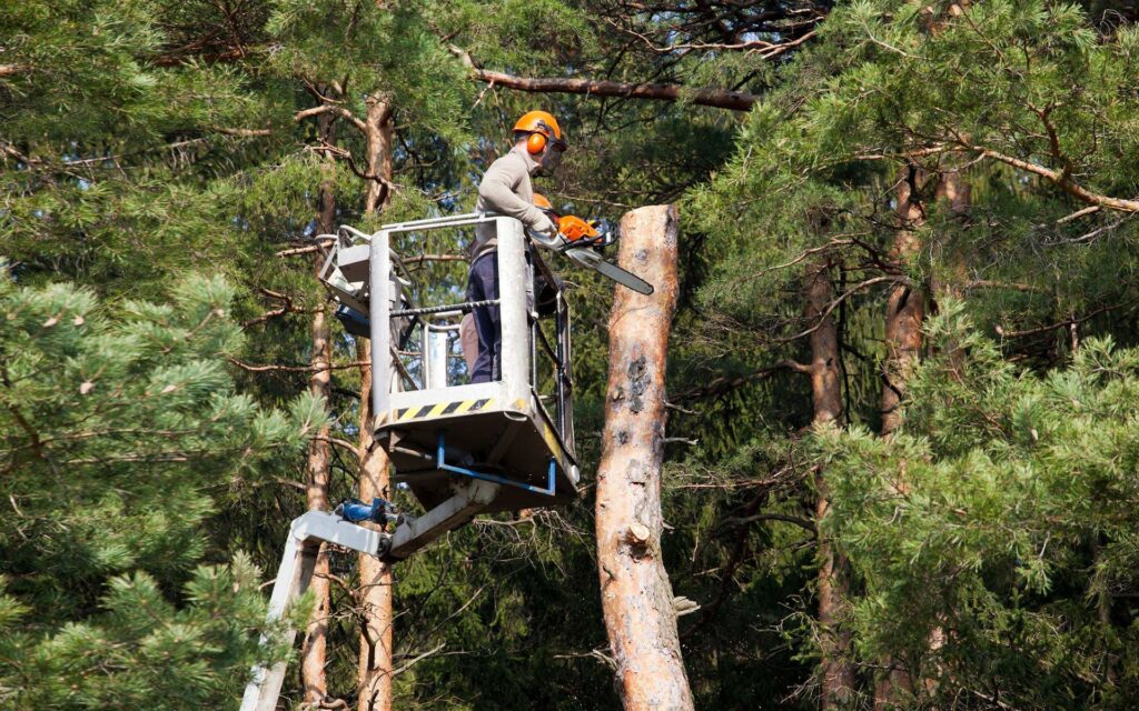 Creating Beautiful Outdoor Environments with Expert Landscaping Services
