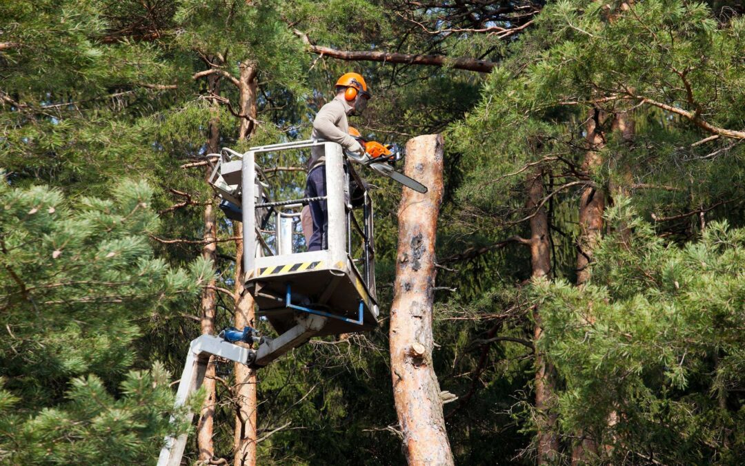 Creating Beautiful Outdoor Environments with Expert Landscaping Services