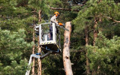 Creating Beautiful Outdoor Environments with Expert Landscaping Services