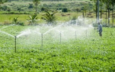 Seasonal Irrigation Tips to Keep Your Lawn Healthy All Year